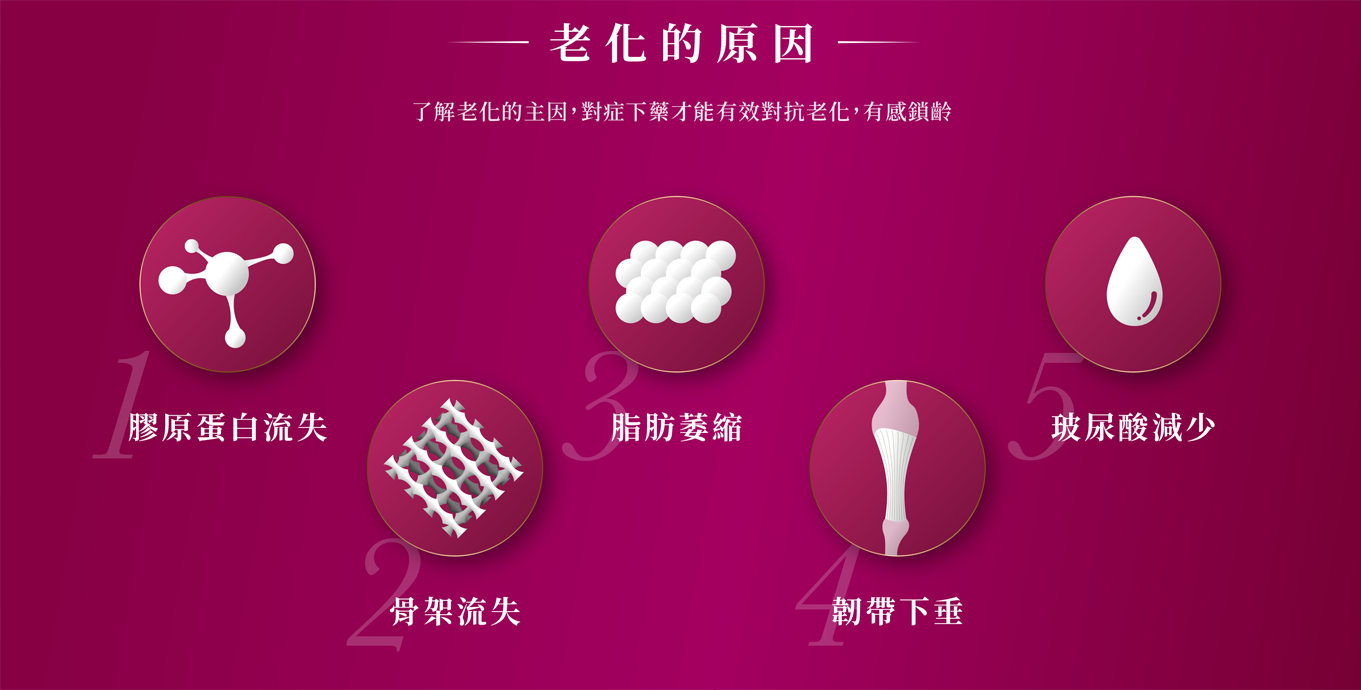 肌膚老化與膠原流失示意